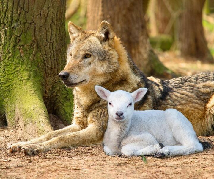 File:זאב עם כבש.jpg