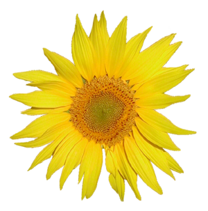 Tournesol.png